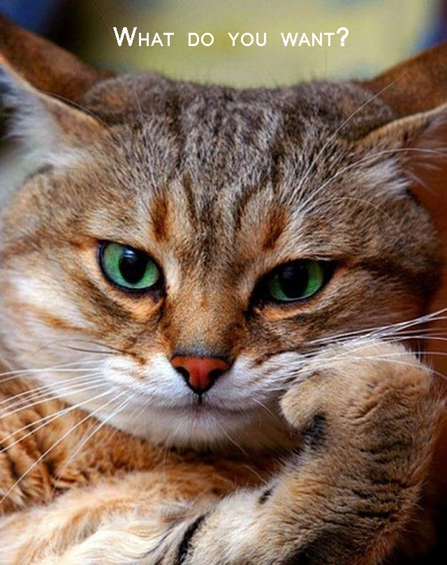 what-do-you-want-cat