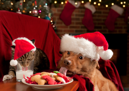 CatandDogEatingSantasCookies