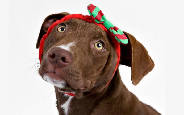 ChristmasDog_Headband