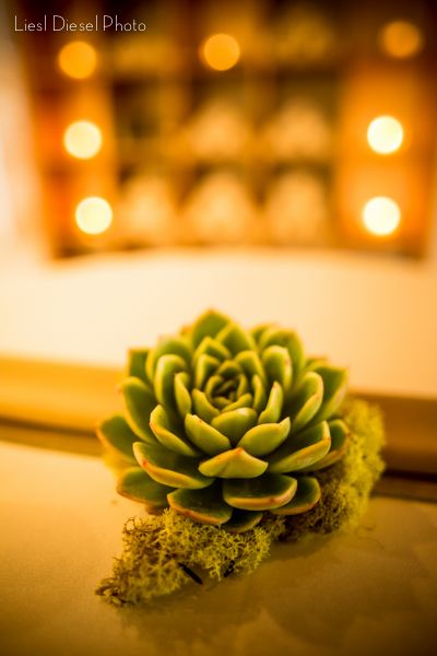 Long-Lasting Flowers, Photo by LieslDiesel Ph0to